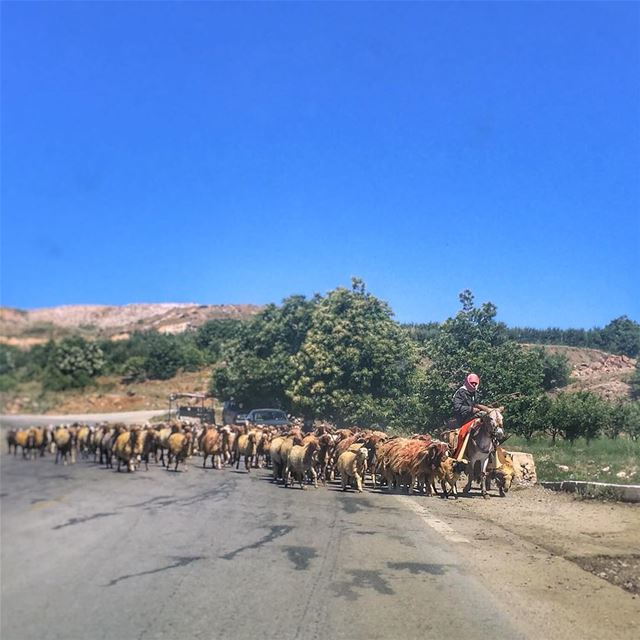 Wait till we cross the road -  LiveLoveBekaa  Shepherd  Sheep ... (مجدل ترشيش)