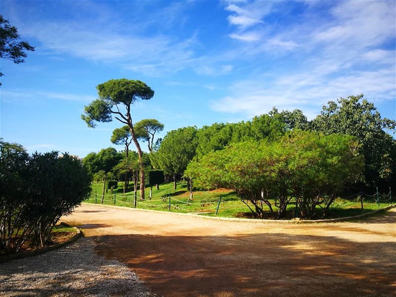  WalkIn  Beirut  Pine  Forest this morning for this beautiful scene.  Blue... (Beirut, Lebanon)