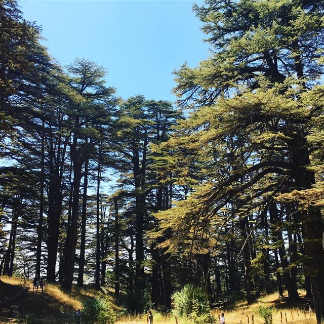Walking through the Cedars of Lebanon forest  Lebanon  lebanoninapicture ... (Cedars of God)