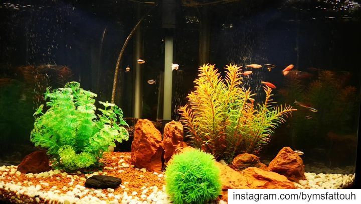 War between plecos in the background..  tuesday  igers  instagramers ...