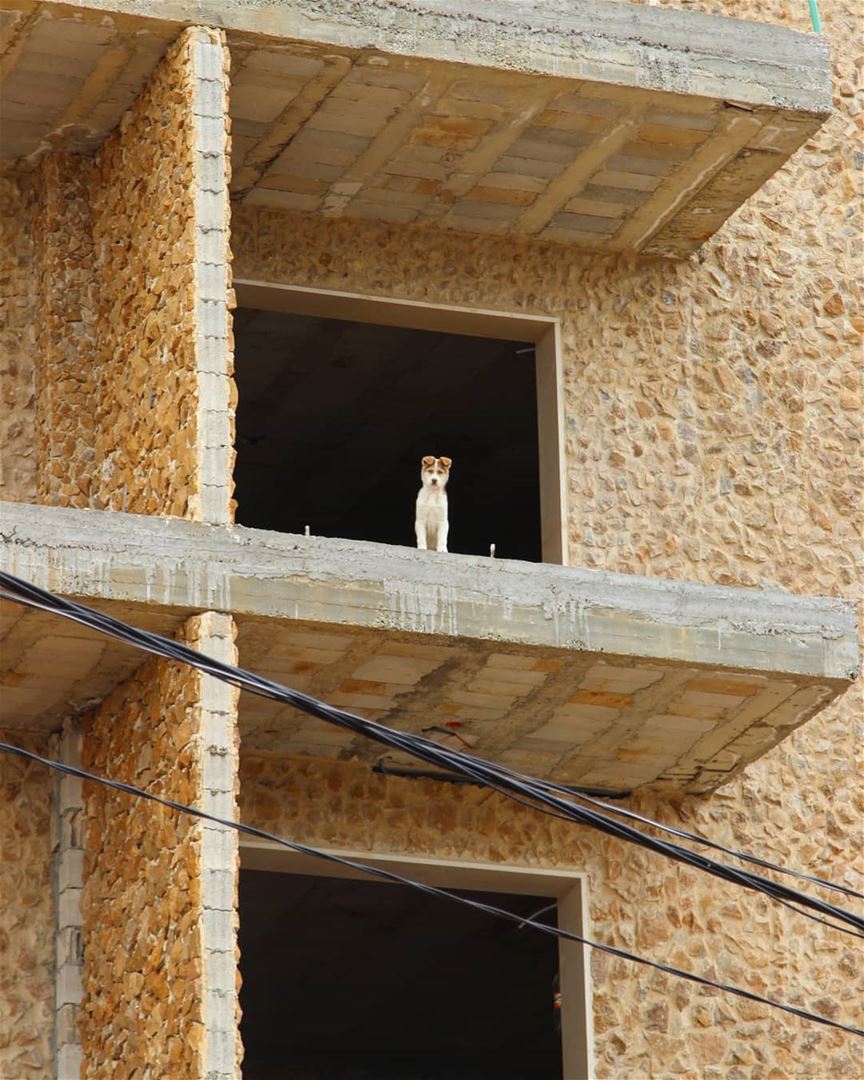 Watchu want stranger? ......... Lebanon  faraya  dog  teamcanon ... (Faraya, Mont-Liban, Lebanon)