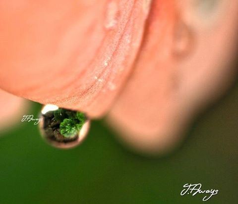 "Water drop photography is about capturing the brief life of an ephemeral... (Chemlane, Mont-Liban, Lebanon)