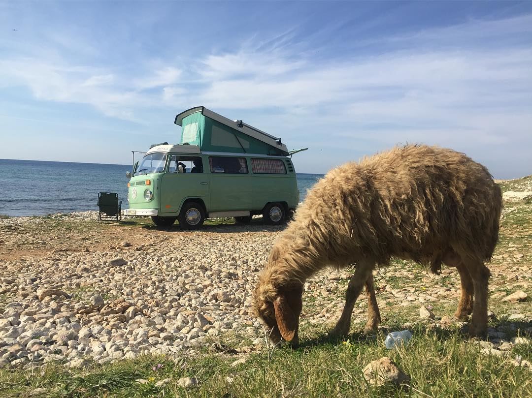 We are having a whale of a time exploring Lebanon in the  wandervan! Sheep...