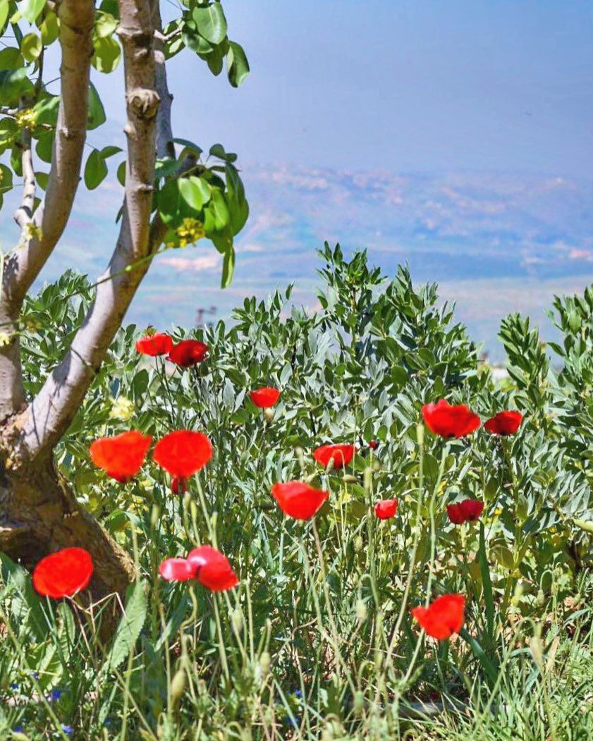 We cherish too, the Poppy redThat grows on fields where valor led,It... (El Qlaïaâ, Al Janub, Lebanon)