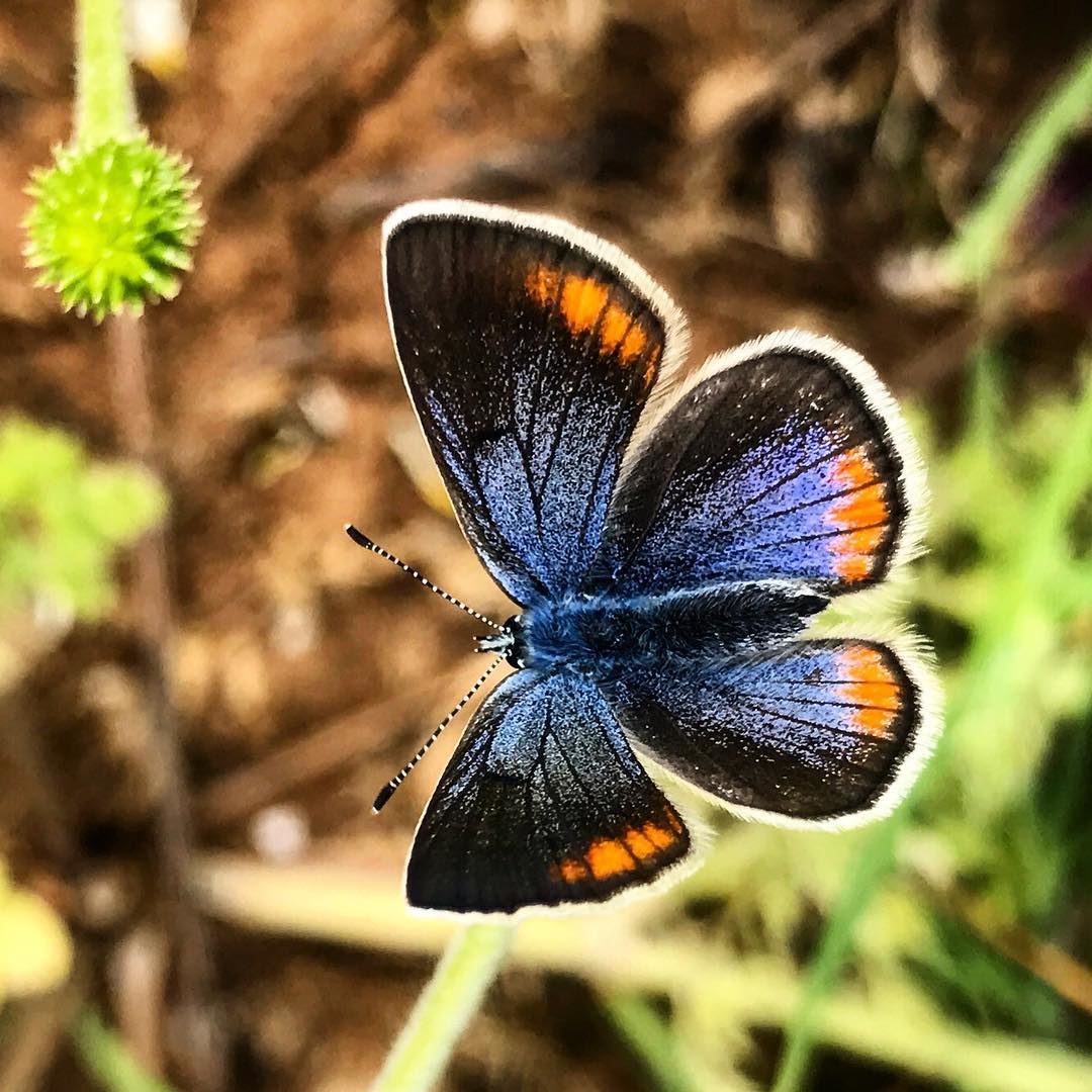 We delight in the beauty of the butterfly but rarely admit the changes it... (Jaj, Mont-Liban, Lebanon)