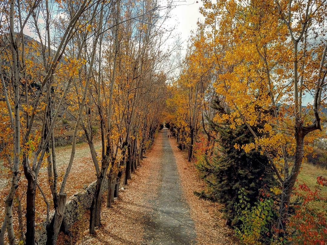 Well, yes. This week Insta's  cliché 🍁... fall  nature  autumn  trees... (Jabal el Laqloûq)