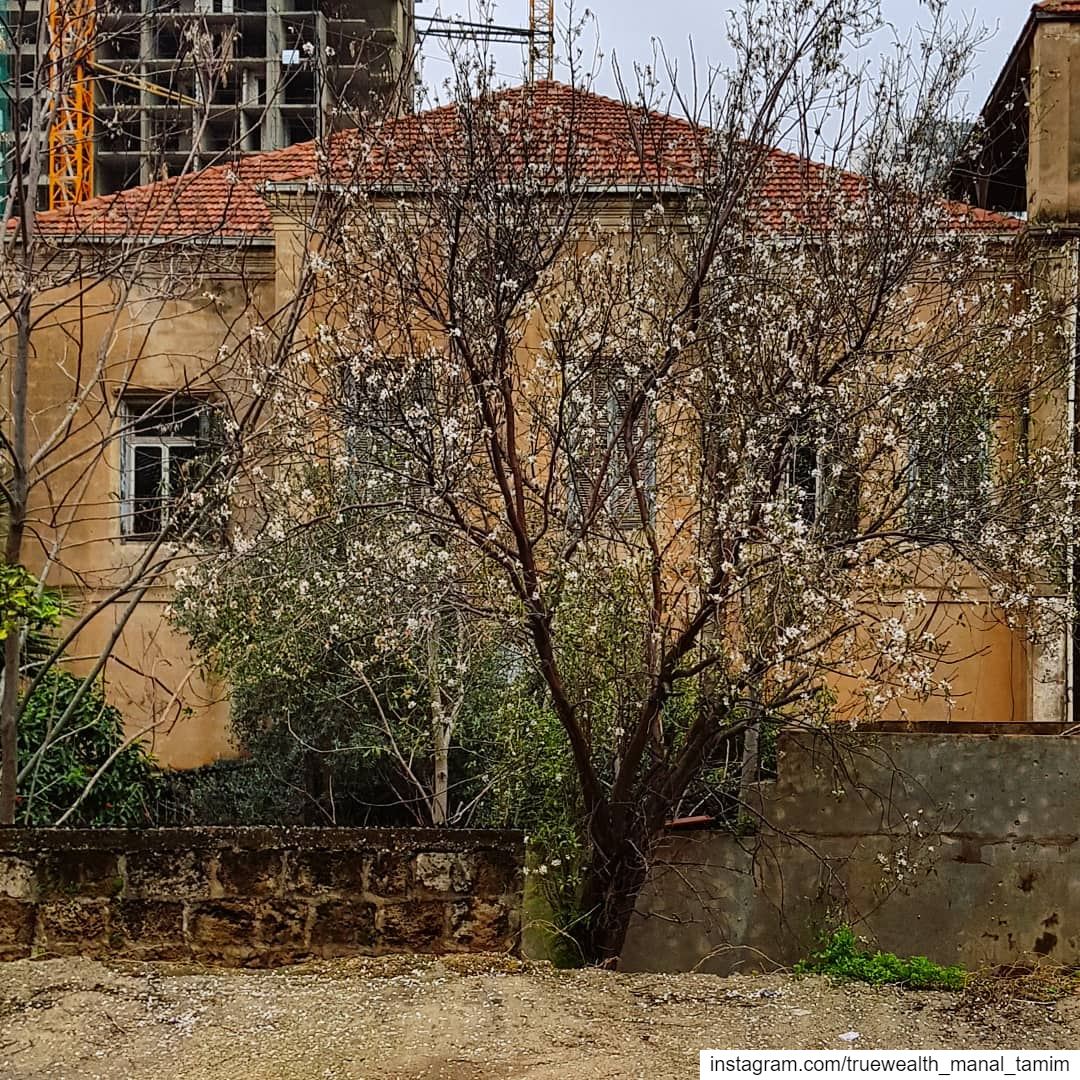 What does it take to build a house and to grow a tree : time, money, ... (Beirut, Lebanon)