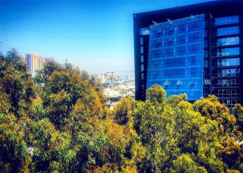 What's more beautiful than a leafy urban city?  beirut  trees   beiruting ... (Beirut, Lebanon)