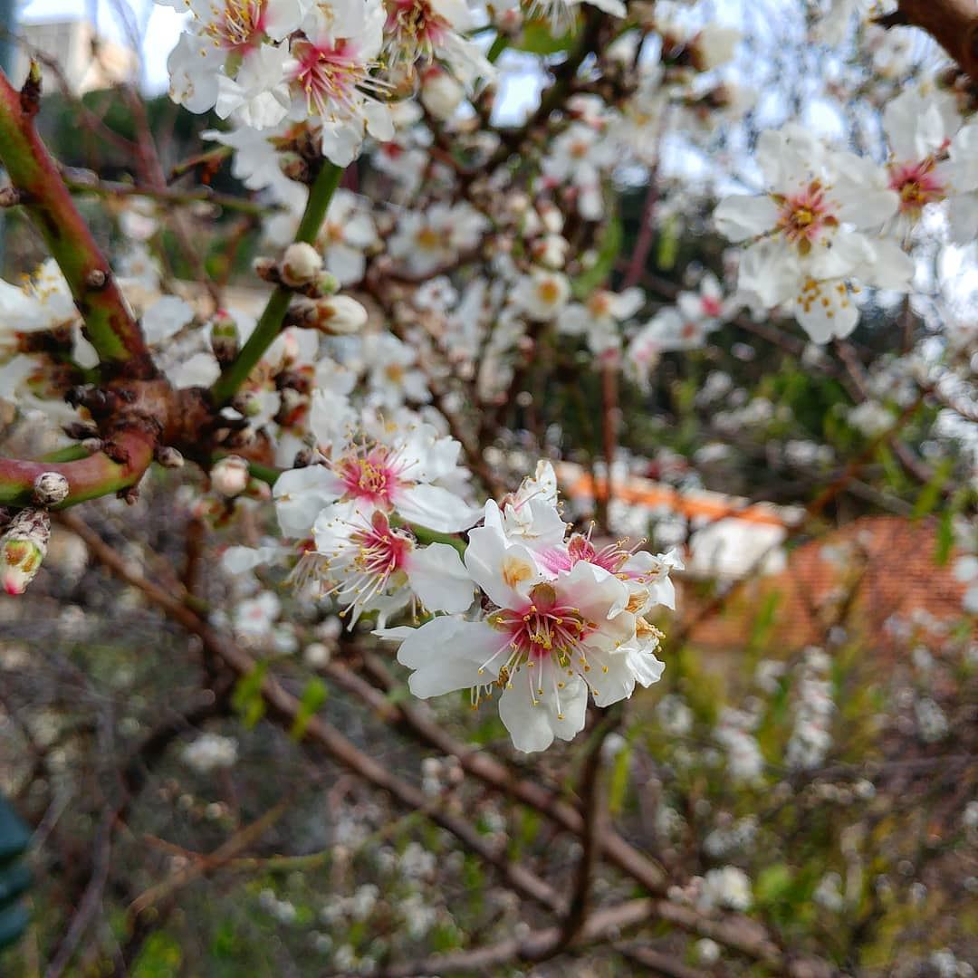 What??? Spring already?  blossoms  almondtree  springseason  springflower ... (Dayr Al Qamar, Mont-Liban, Lebanon)