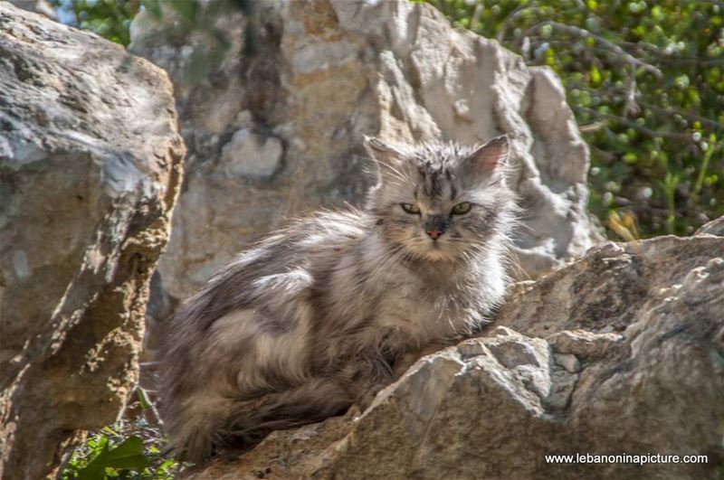 What you're looking at?  lebanoninapicture  lebanon  cats  lebanoncats ... (Safra, Lebanon)