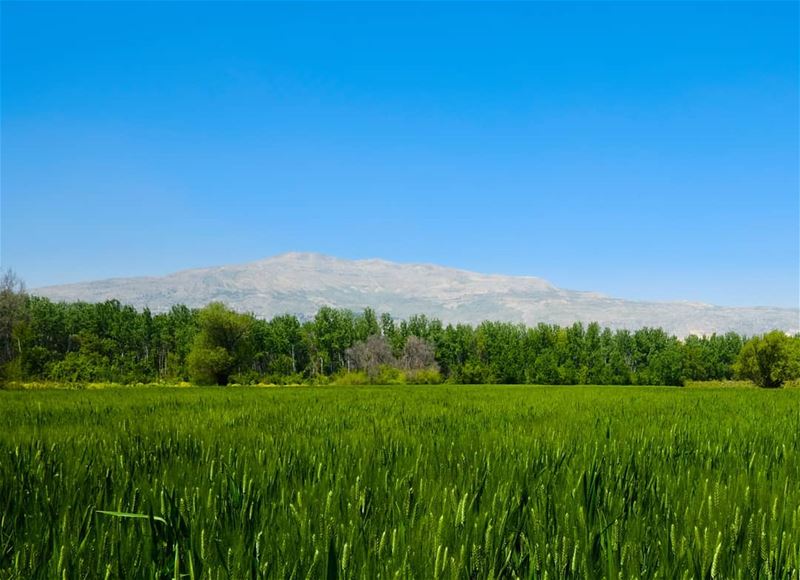 Wheat fields in Taanayel''''''' whatsuplebanon  livelovelebanon ... (Deïr Taanâyel, Béqaa, Lebanon)