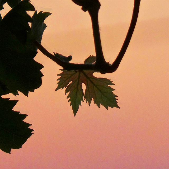 When a leaf reflects sunset's color ☀ nikontop_  nikonworld  bns_sky ... (Vdl , Dbayeh)