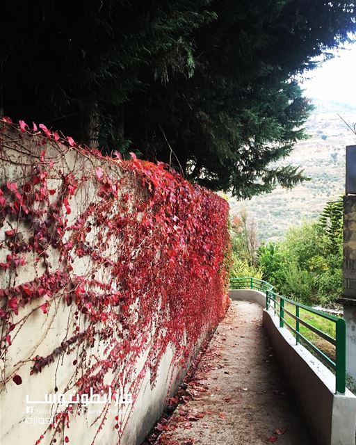 When  fall knocked the door, our  nature  blushed  fouwara  autumn  chouf...