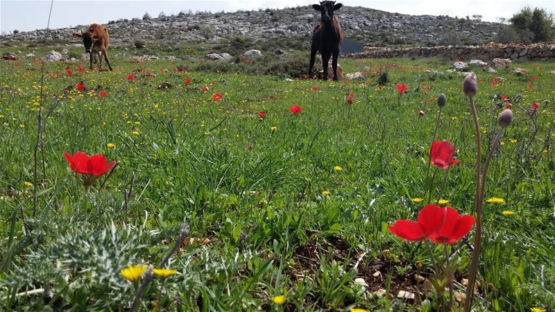 When in  Yaroun green fields, red flowers and 2 curious creatures :)... (Yaroun)