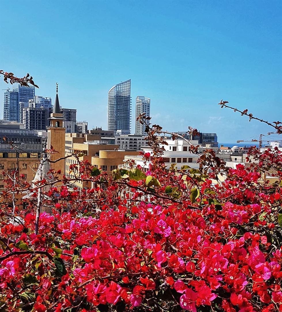 When it's spring in Beirut city  beirut  beirutcity  mycity  flower ... (Le Gray, Beirut)