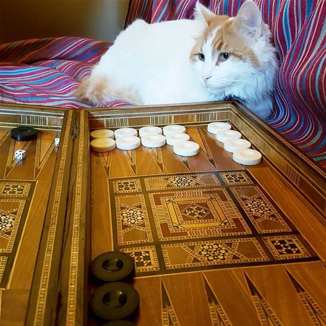 When Merlin GE plays Tawleh ... merlin  cats  catsofinstagram  cat ... (Kfar Hâta, Liban-Nord, Lebanon)