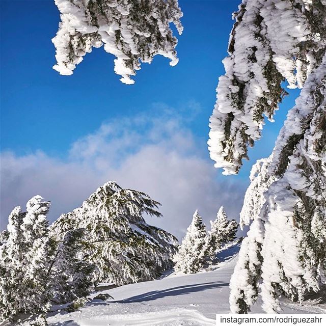 When  snow and  extreme  cold turns   Akkar’s highest  cedars  forest into...