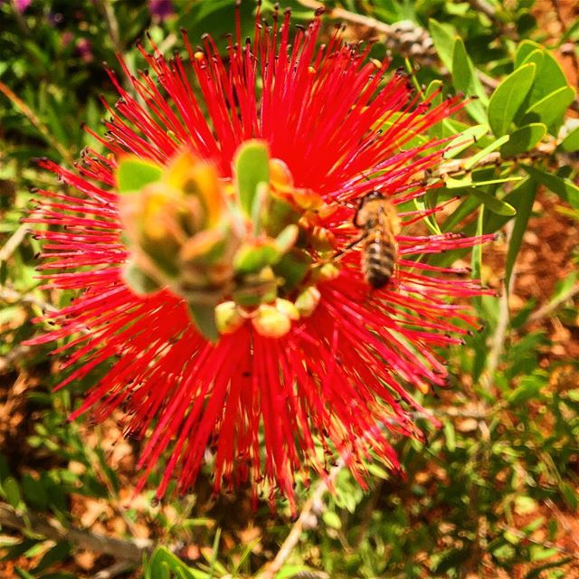 When the flower blooms, the bees come uninvited.Ramakrishna lebanon ... (Ra'S Nhash, Liban-Nord, Lebanon)