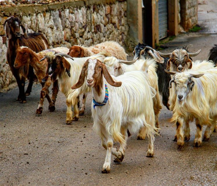When the  lead  goat wears a  stylish  necklace 😄.. photography  photo... (Bekaa Kafra)