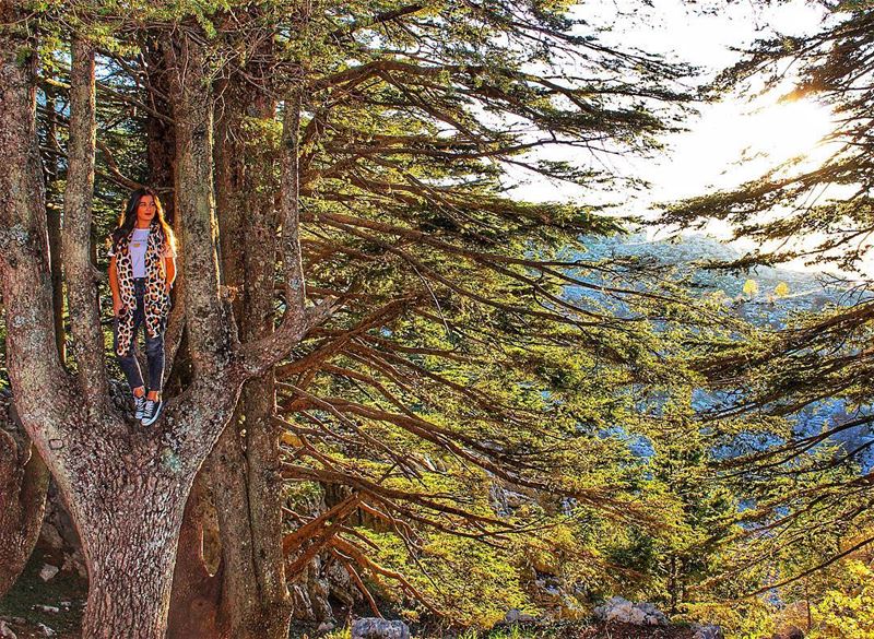 When the roots are deep, there is no reason to fear the wind 🌲🇱🇧✌🏼Long (Cedars of God)