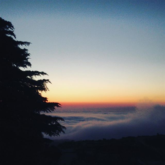When the soul awakens. sunset  mountains  myst  tree  trees  nature ... (Mount Lebanon)