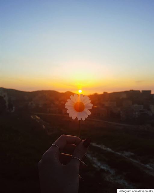 "When the suns align with a touch they kindle" -D... sunset  flower ... (Rwayset Sawfar)