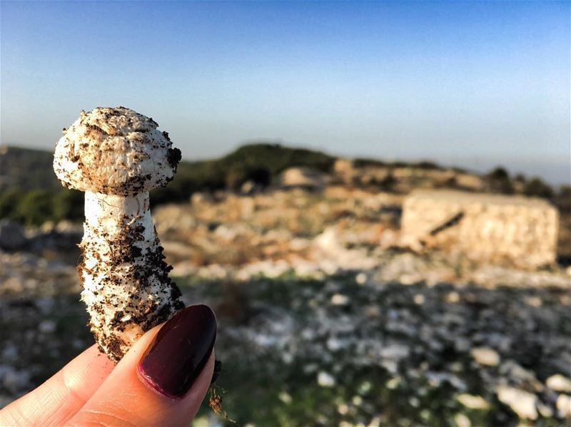 When there is only the mushroom I didn’t take a photo of 🍄.......... (Bentaël, Mont-Liban, Lebanon)