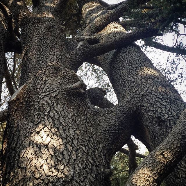 When two trees grow very close to each other, they often self-graft and ... (Cedars Of Lebanon)