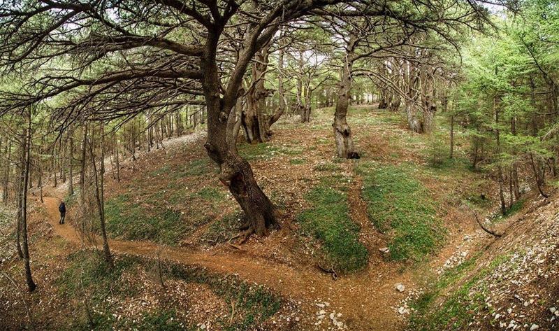 When you enter a forest aging more than 1000 years old, you realize how... (Al Shouf Cedar Nature Reserve)
