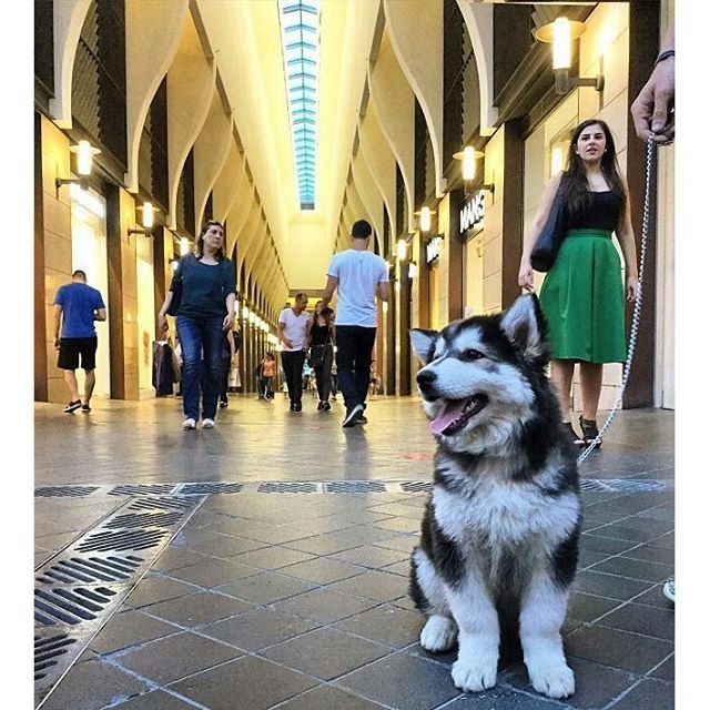 When your dog is happier than you at BeirutSouks (Beirut Souks)