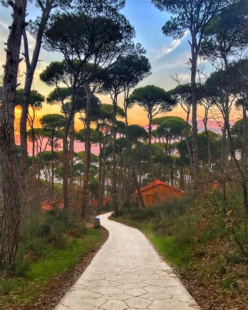Whichever path you take in life, make sure you are well accompanied ❤🌲❤ ... (La Maison de la Forêt)