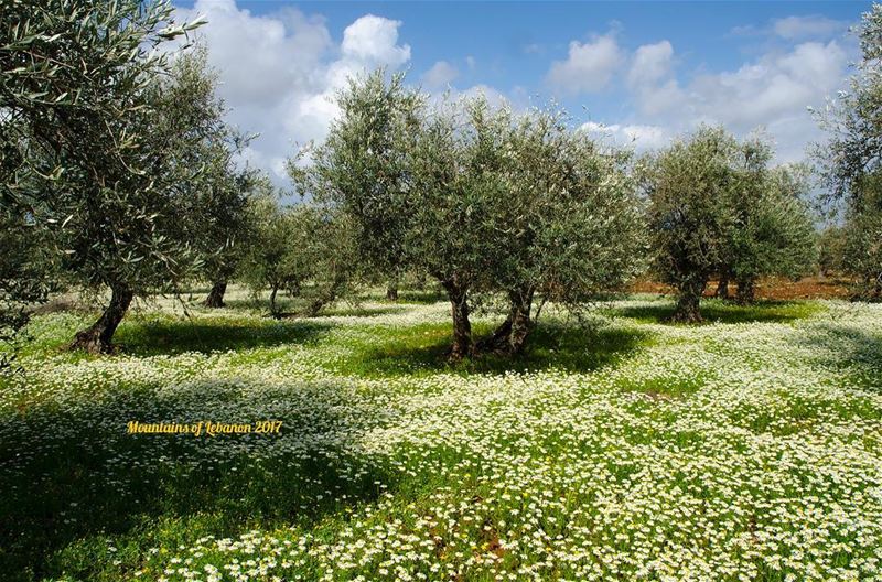 white lilies, olive trees and shaded spots near Bsarma in al-Koura with a...
