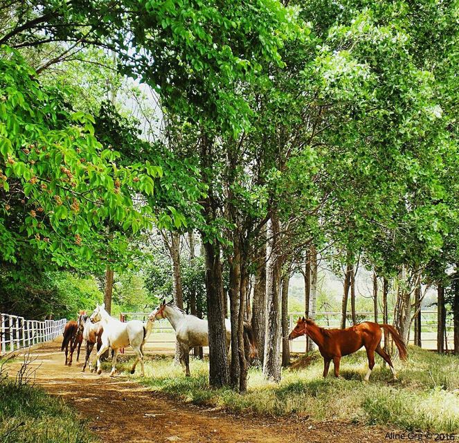 White or Brown ?! ❤🐎 mydreamfarm  livelovebekaa  horse  farm  westbekaa ... (حوش عميق)