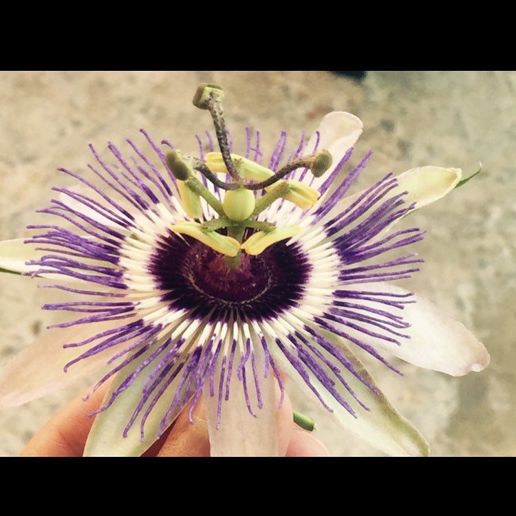 Who know this flower name will be in a competition and will have the...