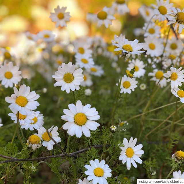 Wild daisies galore, and it’s January! Can someone tell me how can that be... (Dayr Al Qamar, Mont-Liban, Lebanon)