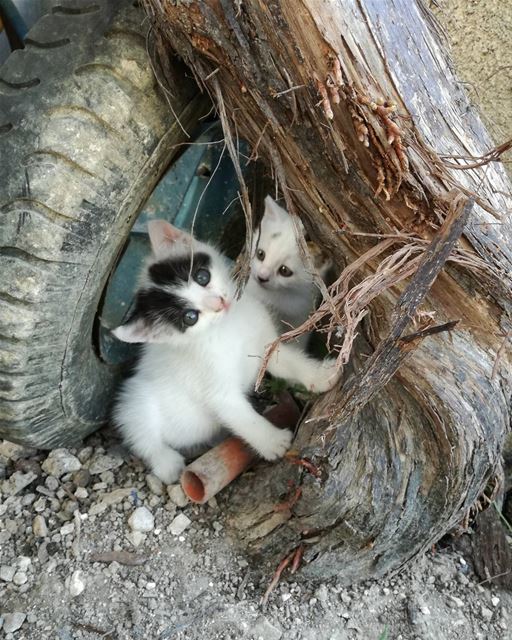 Wild kittens 🐈 lebanon  beirut  kitten  wild  cat  zeitoun  mountains ... (Zeitoun)