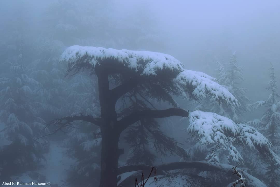 ❄🌲❄🌲❄  Winter  AlArz  Cedars  Bsharri  Lebanon  Lebanese   village  ... (The Cedars of Lebanon)