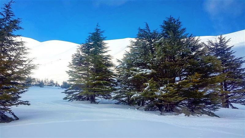 Winter..  Cedars  Lebanon  Snow  switzerlandoftheeast  beautiful  forest ... (Cedars of God)