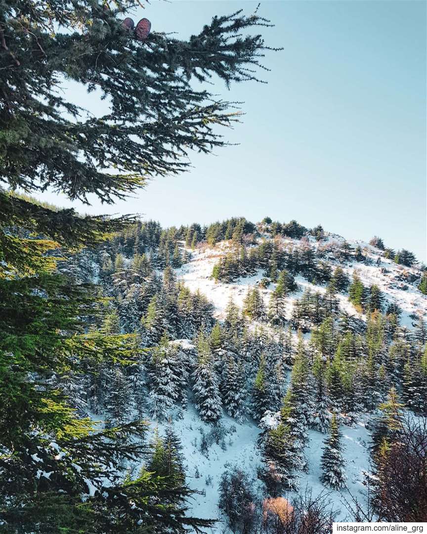 ° Winter Wonderland ° 🌲❄ snowshoeing  snow  nature  cedars  instagood ... (Ain Zhalta-Bmohray Cedar Forest)
