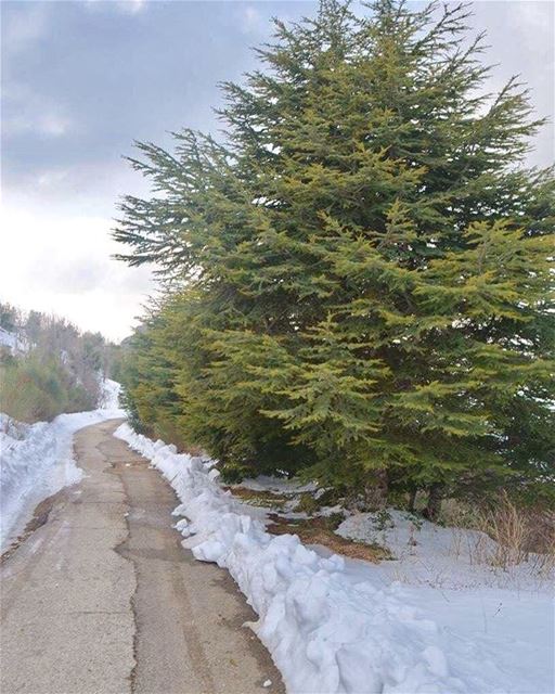  wintertime  roadtrip  snowangel  roadtonowhere  lebanonshots ... (Hardîne, Liban-Nord, Lebanon)