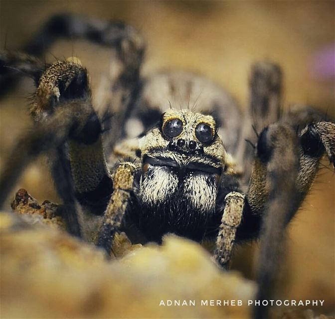  wolf_spider❤❤  insects  insect  bug  bugs  envywear  bugslife  macro ... (Mechmech_Akkar)