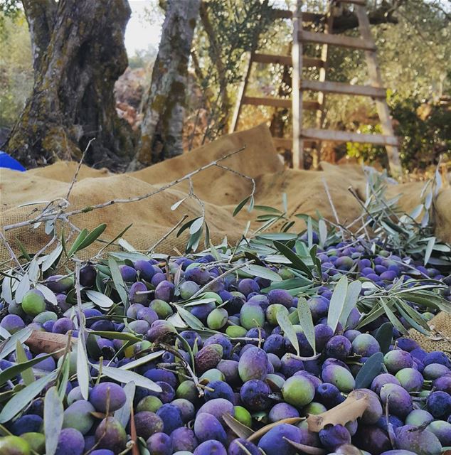 yaroun  southlebanon  lebanon  livelovesouth  visitlebanon  olives ...