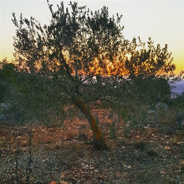  yaroun  southlebanon  visitlebanon  lebanoninapicture  nature  olivetree ...