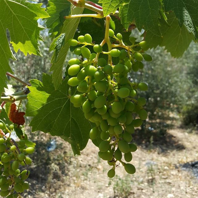  yaroun  yarounday  grape  sunny  nature  17برود    اليوم_القروي  ...
