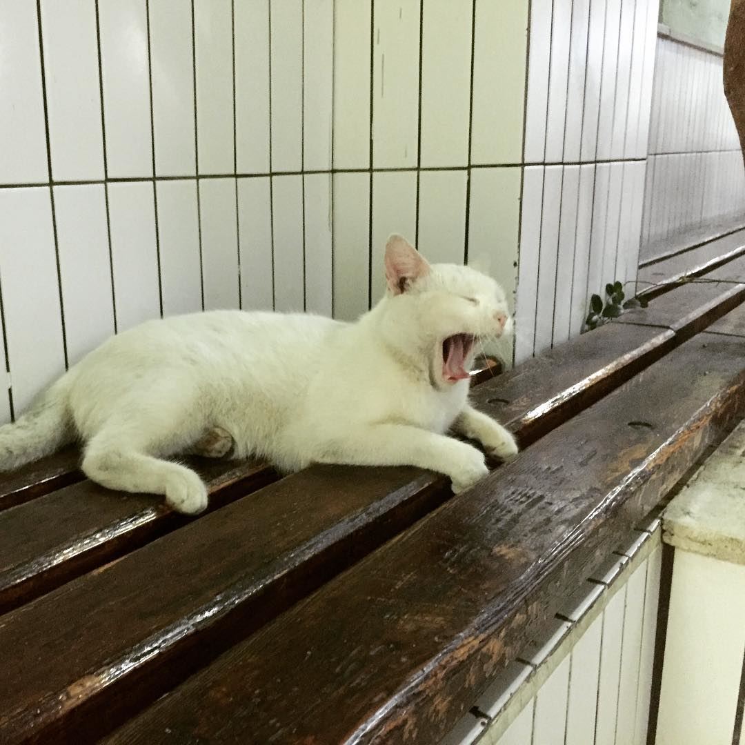 yawning  cat in  hospital  garden  medicine &  animals don't mix! ...
