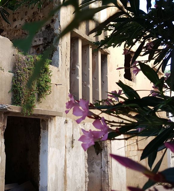 Years after the war ..  antient  home  house  after  war  green  tree ... (Al Khiyam, Al Janub, Lebanon)