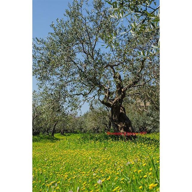 Yellow lilies between the green grass under the olive trees and the blue... (Rasmasqa Al Koura)