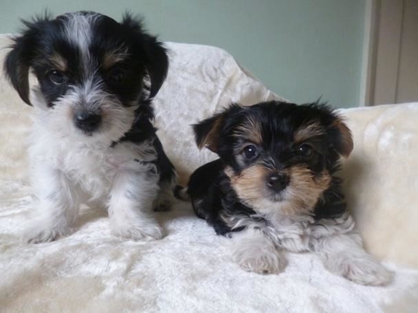 Yorkie Puppies for adoption
