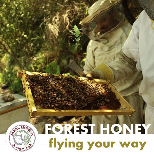 You can now order our all natural  honey online!  JabalMoussa http://jabal (Jabal Moussa)