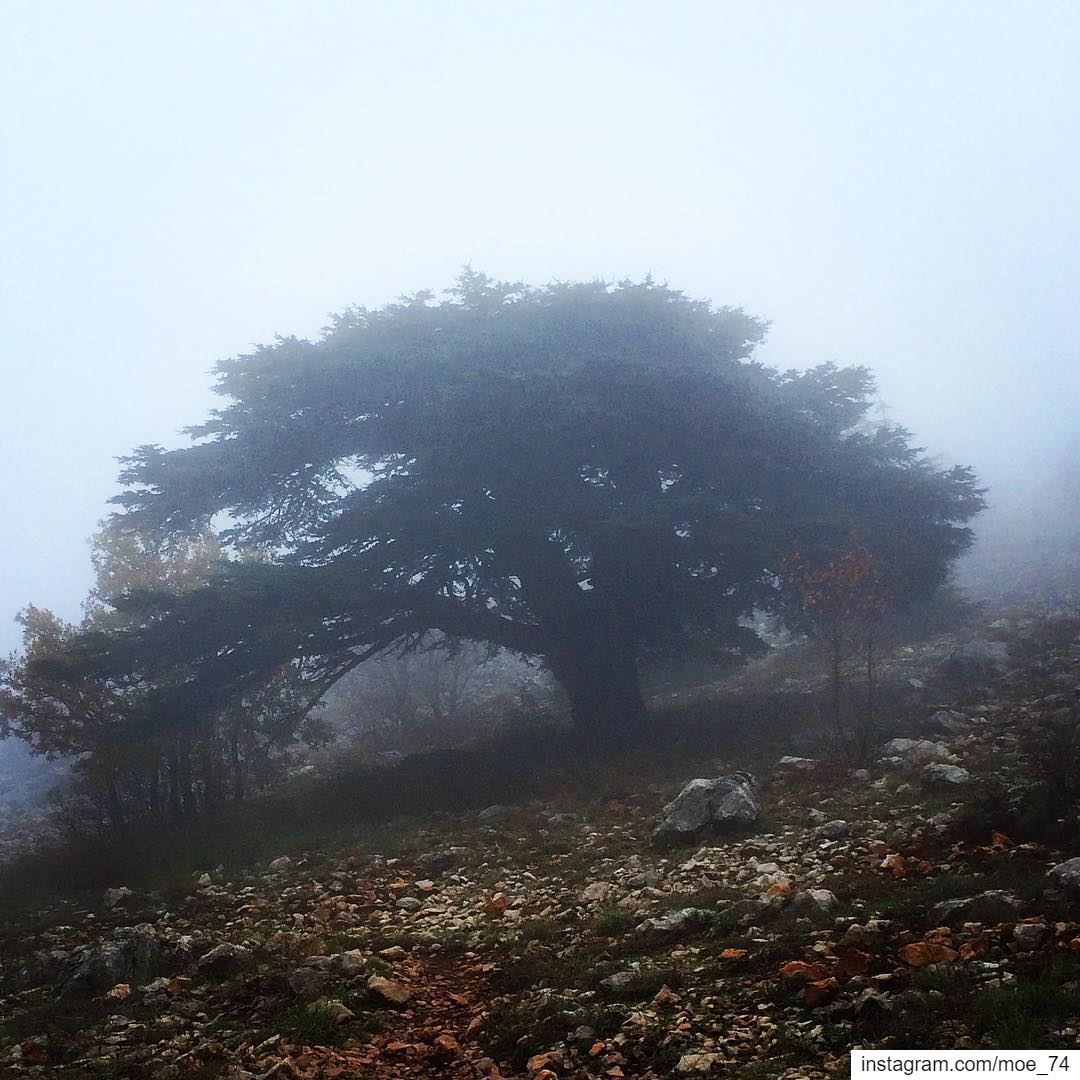 Young twigs will bend but not old trees lebanon  cedars  tree ... (Al Shouf Cedar Nature Reserve)